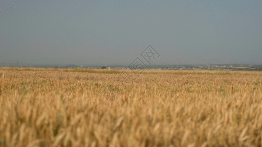 收割麦子农名收割麦穗GIF高清图片