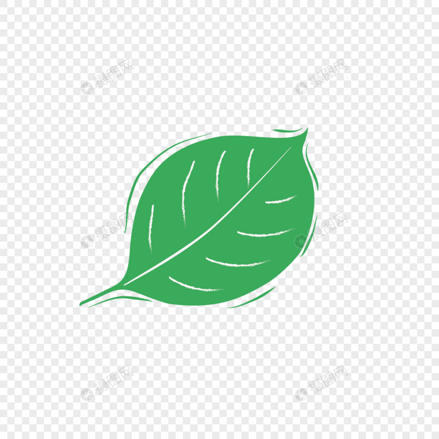 绿色植物叶子素材图片