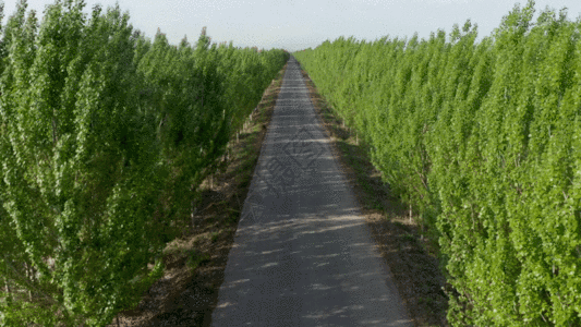 新疆村村通农村道路绿GIF图片