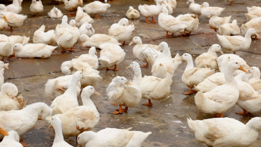养殖场饲养的鸭子GIF图片