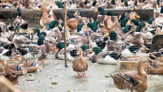 现代化养殖场养殖场饲养的鸭子GIF高清图片