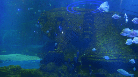 海洋馆实拍热带鱼GIF图片