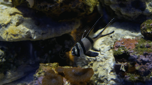 世界黑色水中鱼GIF高清图片