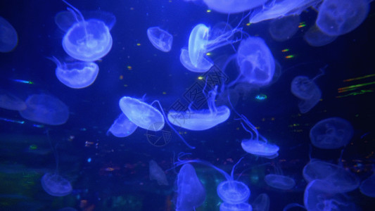 蓝色热带鱼水母GIF高清图片