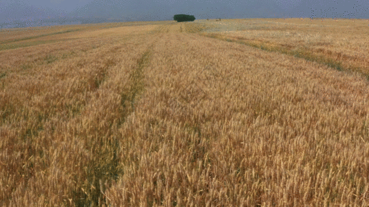 小麦 GIF图片