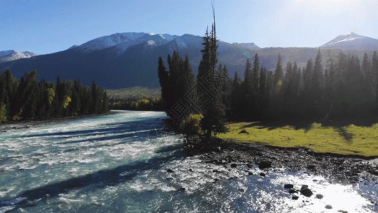 河边的树新疆喀纳斯雪山河流GIF高清图片