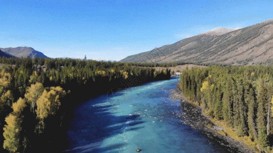 河流蜿蜒新疆喀纳斯森林溪水GIF高清图片