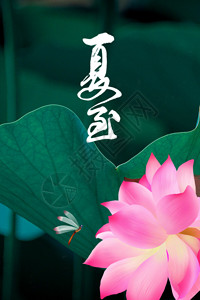 粉色之境中国传统二十四节气之夏至海报GIF高清图片