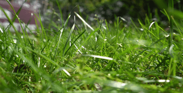 春天里的小草GIF图片