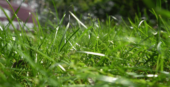 植物小草春天里的小草GIF高清图片