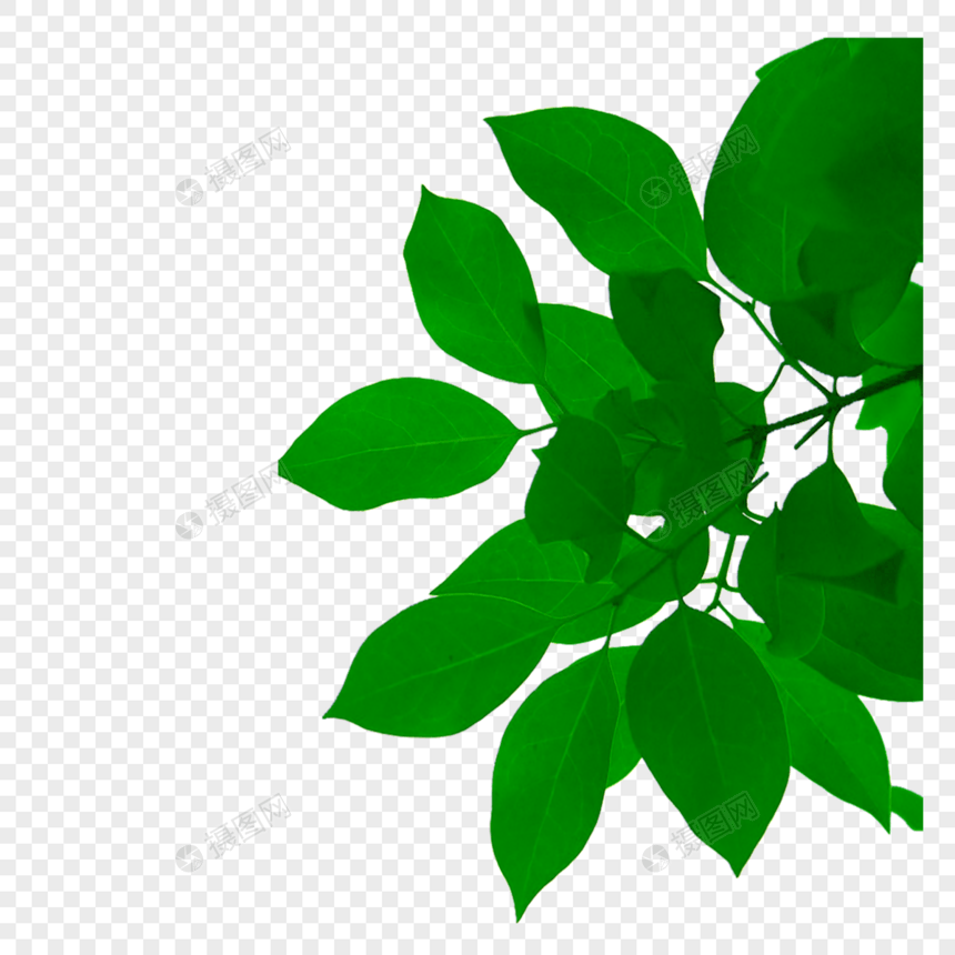 绿叶藤蔓装饰图案图片