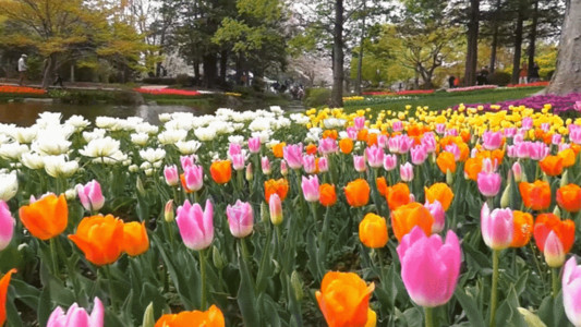 池塘公园郁金香公园 美景 公园 郁金香 花卉 花朵 郁金香 鲜花 动图高清图片