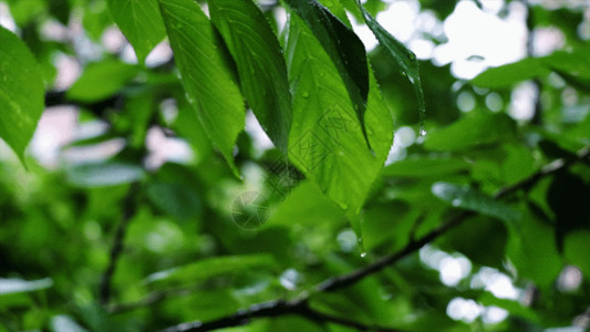 春雨背景植物GIF高清图片