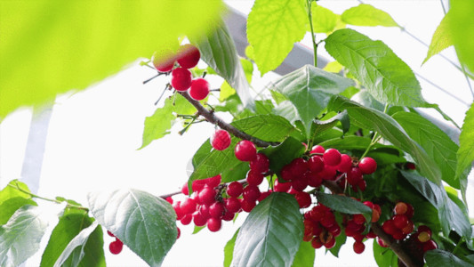 红色的果实采摘樱桃 GIF高清图片