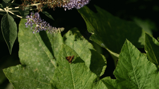 绿色树叶和花朵蜜蜂采蜜GIF高清图片