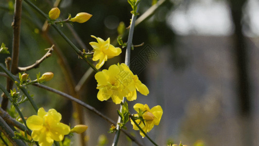 灌木植物春天迎春花盛开实拍视频素材GIF高清图片
