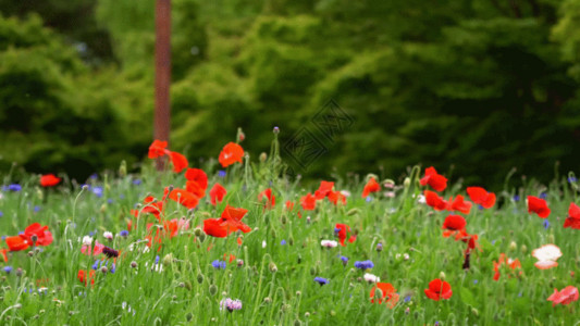 花果园湿地公园花儿GIF高清图片