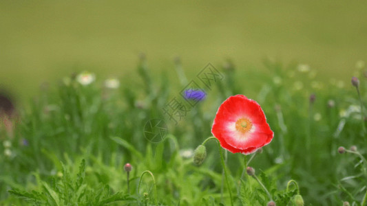 红色花朵特写公园花朵GIF高清图片