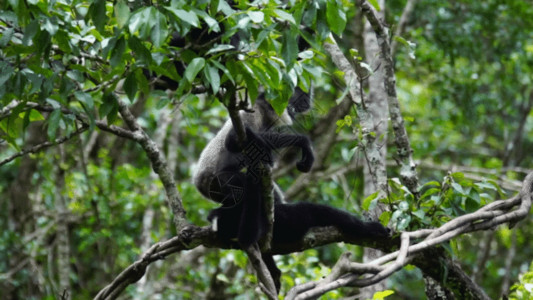 保护森林图片国家二级保护野生动物长臂猿GIF高清图片