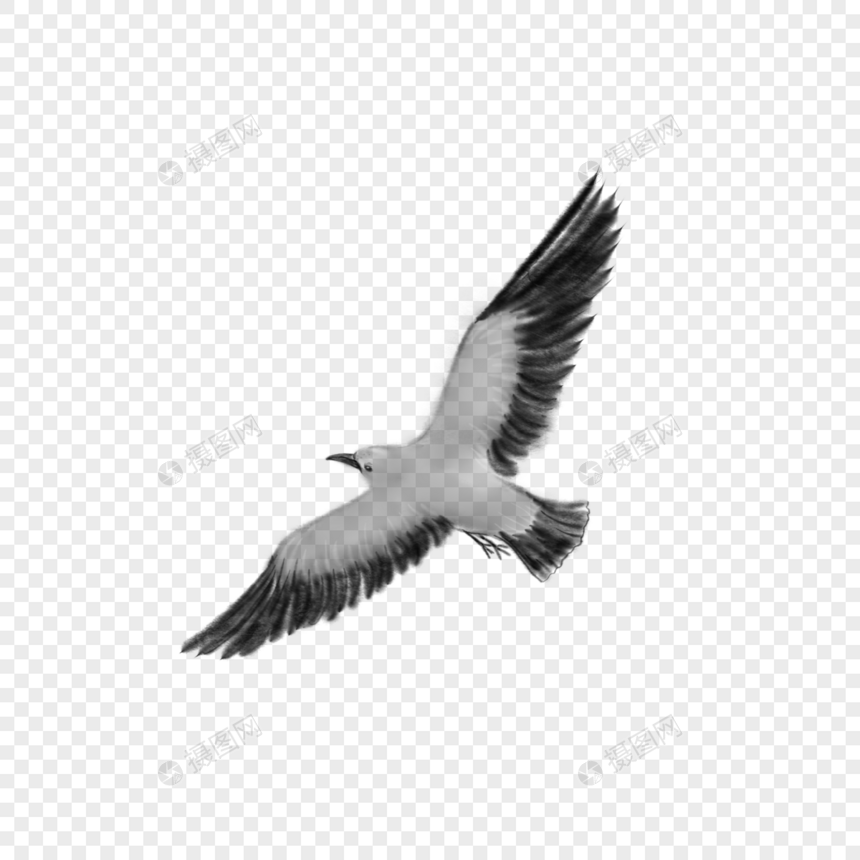 中国风水墨鸟类海鸥图片