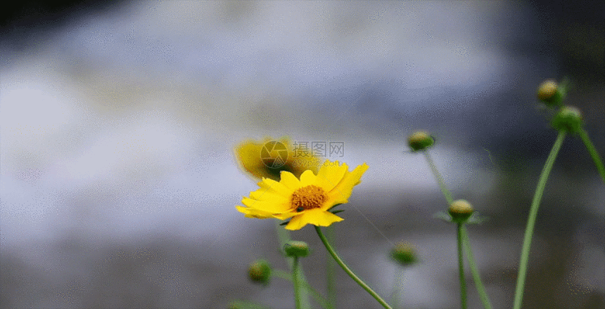 溪流边上的向阳花GIF图片