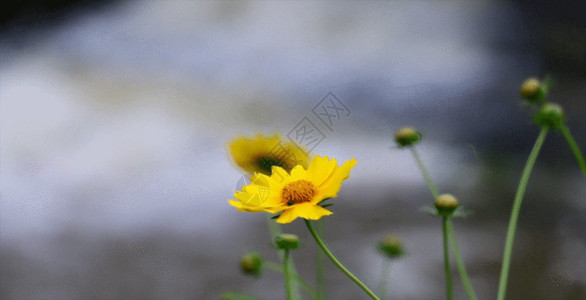 绿色花卉传单溪流边上的向阳花GIF高清图片