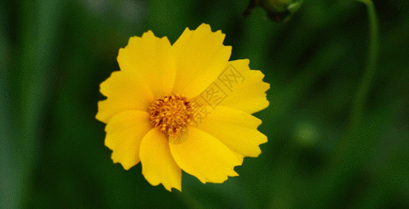 向阳花GIF图片
