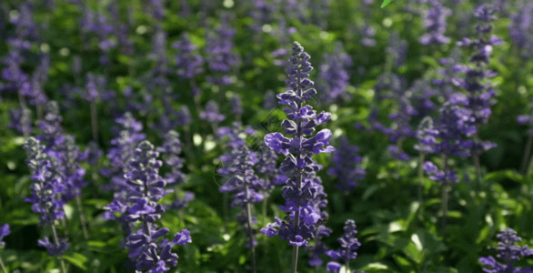 花与风素材暗紫鼠尾草GIF高清图片