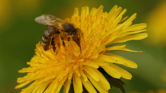 蜜蜂摄影GIF图片