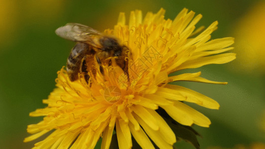 一朵菊花蜜蜂摄影GIF高清图片