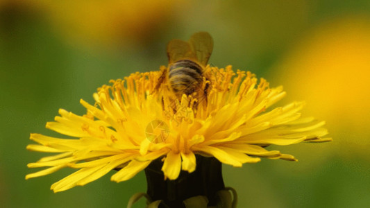 微观模式蜜蜂拍摄GIF高清图片