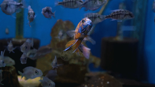可爱小丑鱼水族馆 GIF高清图片