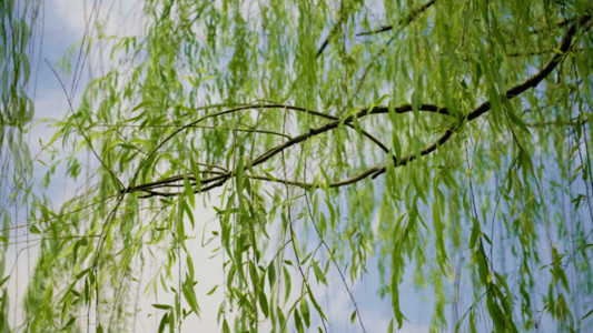公园湖水柳树GIF高清图片