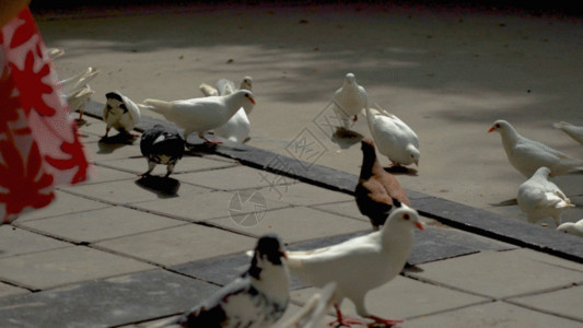 鸽子广场鸽子GIF高清图片