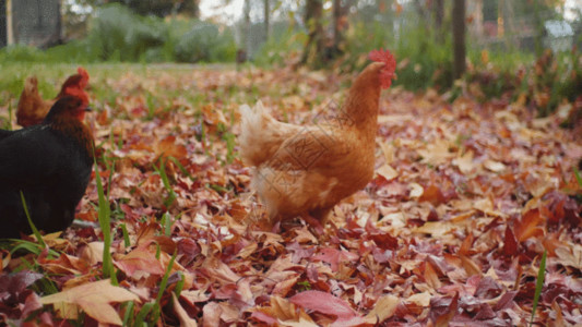 家禽市场散养土鸡GIF高清图片