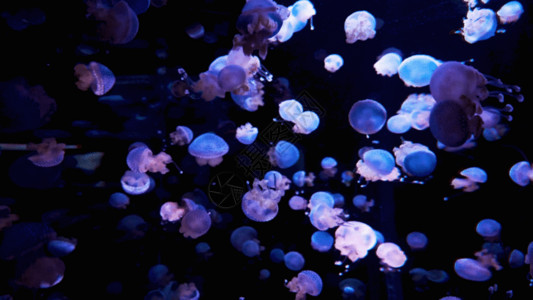海洋生物海星蓝色水母GIF高清图片