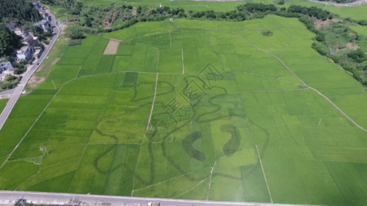 农业绿色航拍稻田中的福字GIF高清图片