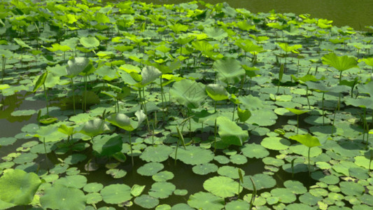 水彩风荷花池塘夏天荷叶实拍GIF高清图片
