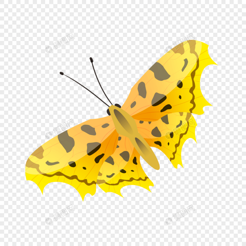黄色花蝴蝶图片