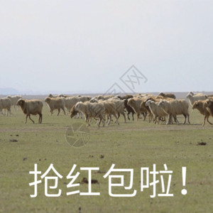 田野里的单羊抢红包聊天表情包gif高清图片