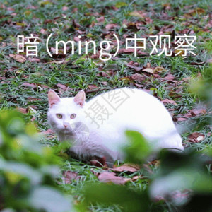小白猫暗中观察聊天表情包gif高清图片