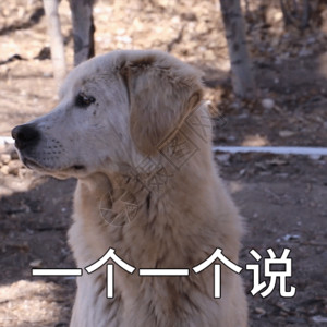 狗狗可怜表情包一个一个说聊天表情包gif高清图片