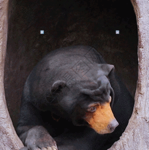 黑熊表情包图片