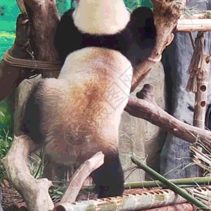 原木餐具熊猫表情包高清图片
