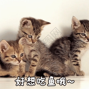 三只猫咪实拍一个月大的小猫咪GIF高清图片