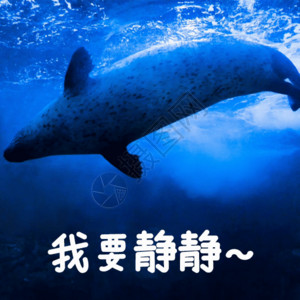 浅蓝色海狮游动的斑海豹gif高清图片