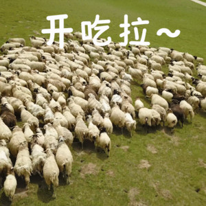 羊左雍措湖运动羊群GIF高清图片