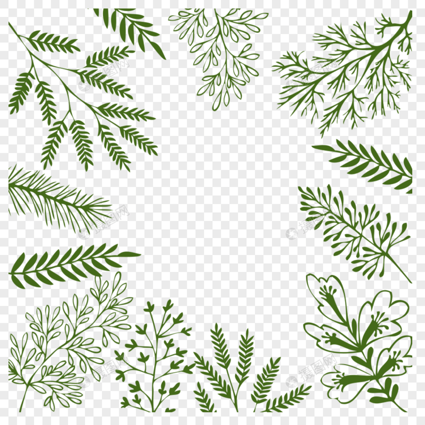 植物 绿叶图片