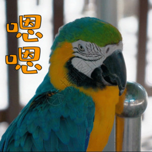 冒险动物园鹦鹉聊天gif动图高清图片