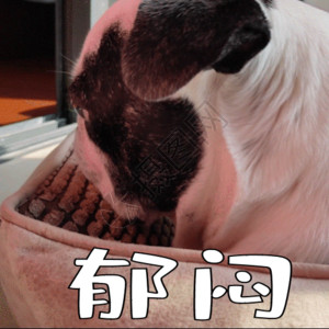 茶杯宠物狗可爱的斗牛犬聊天gif动图高清图片